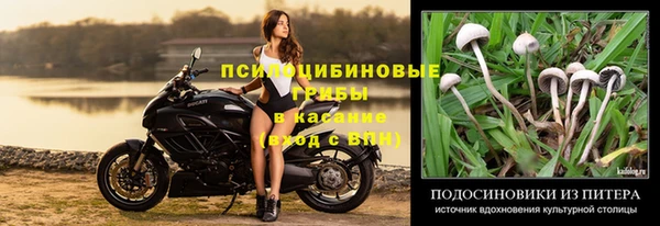 сатива Аркадак